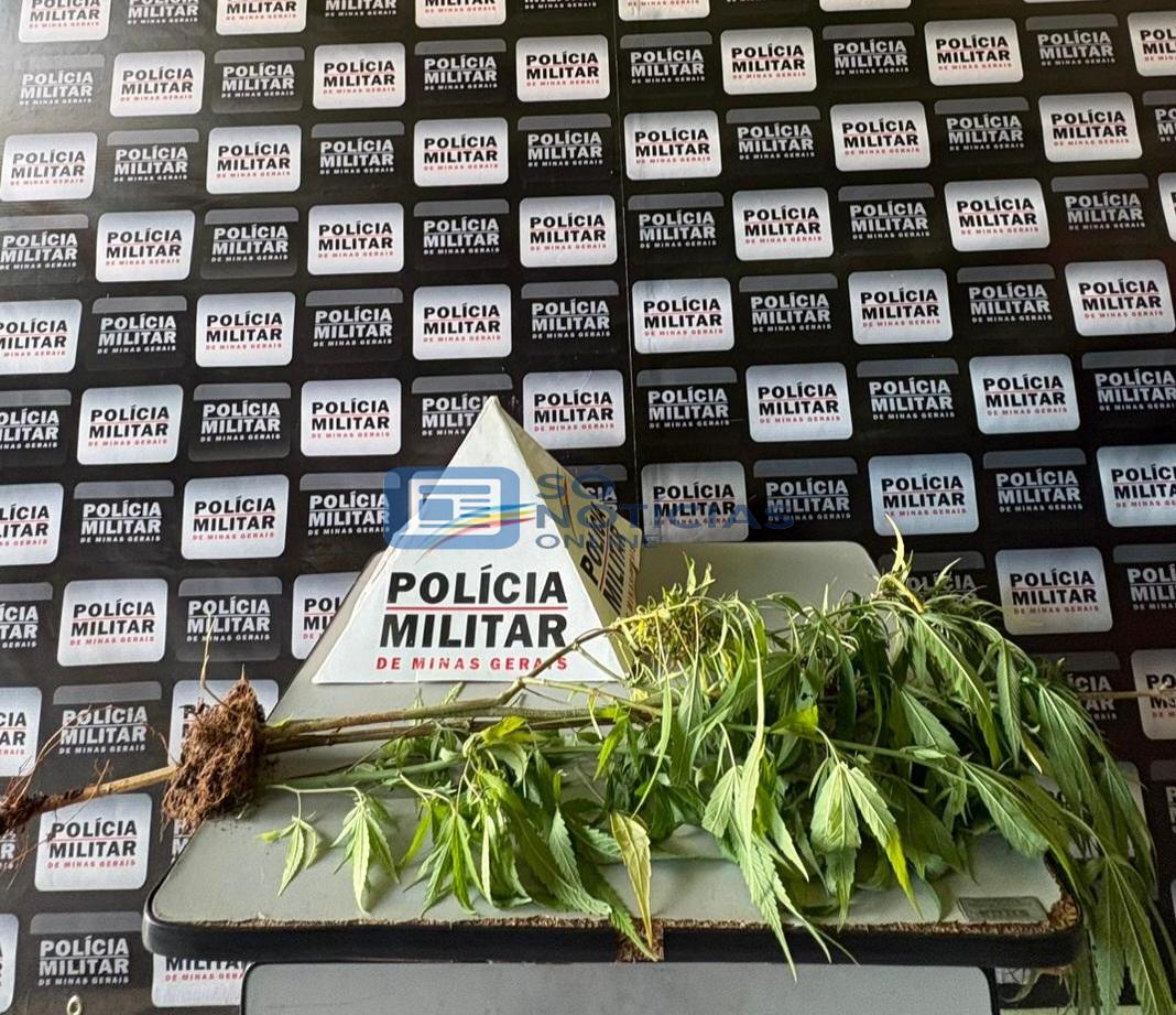 PM prende homem por tráfico após localizar cultivo de maconha em Itambé do Mato Dentro