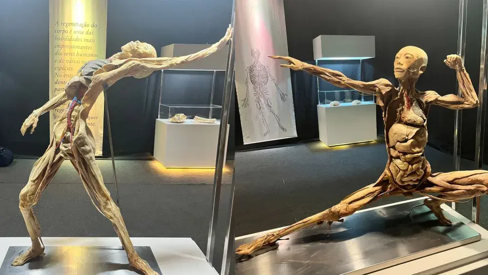 Exposição internacional ‘Human Bodies’ mostra corpos e órgãos reais em shopping de Belo Horizonte