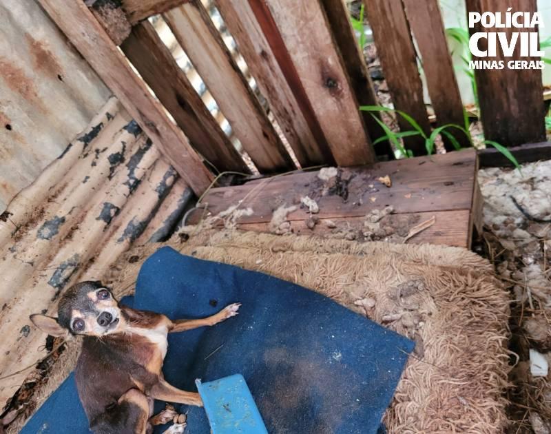 PCMG prende homem em flagrante por maus-tratos contra cães em Guaxupé
