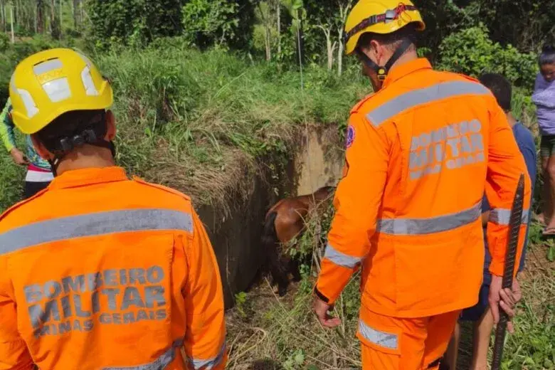Bombeiros mobilizam equipe para salvar cavalo de estrutura de concreto em Itabira