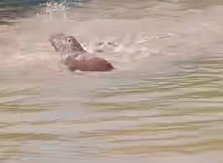 Tensão na água: Grupo de capivaras cerca cachorro em rio e vídeo divide opiniões na web. Veja a cena no link abaixo 