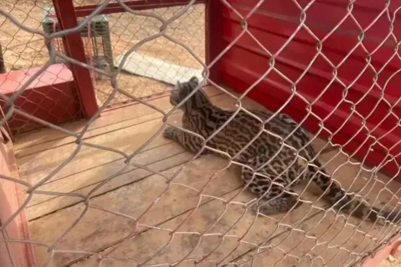 Visita Inesperada: Jaguatirica é Capturada Após Invadir Sítio na BR-381 em Bom Jesus do Amparo 