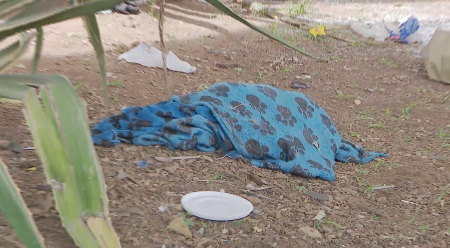 Ação Policial em BH: Guarda Municipal mata cão Pitbull após ataque na região da Lagoinha