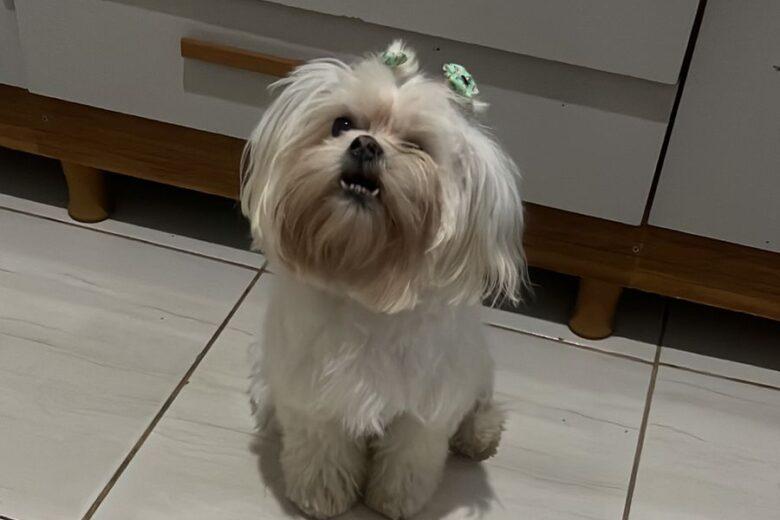 Ajude a encontrar: Cadela desaparece no bairro Jardim das Oliveiras em Itabira