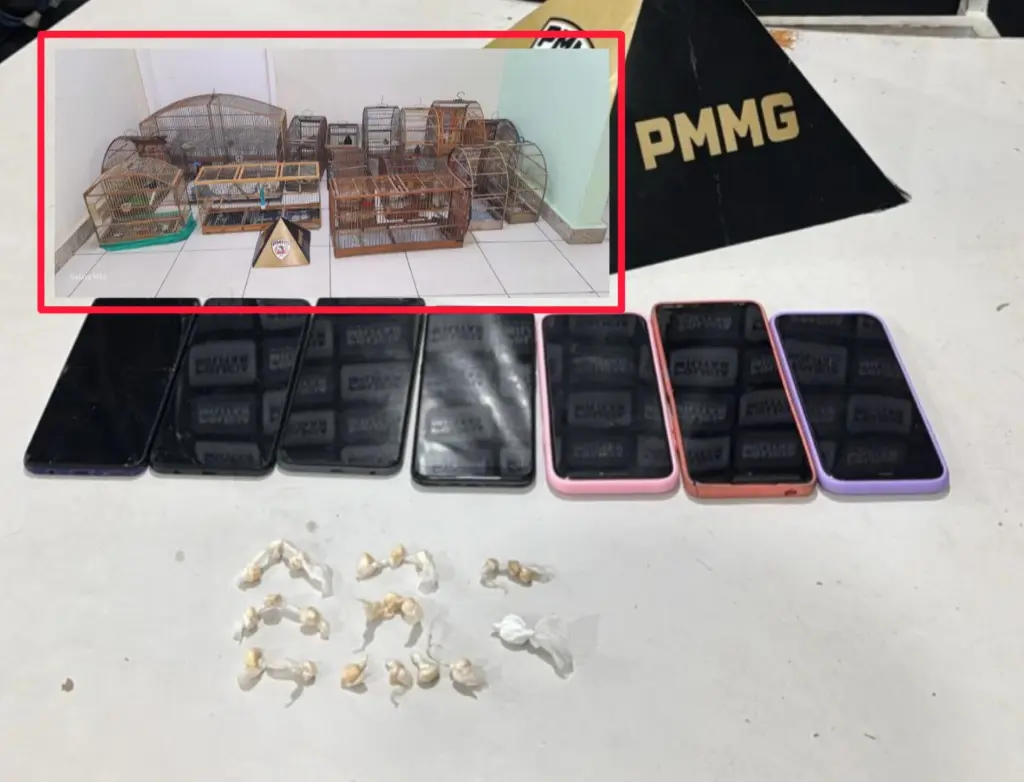 PM prende homem por tráfico em Itabira e encontra 17 pássaros silvestres mantidos ilegalmente no mesmo imóvel