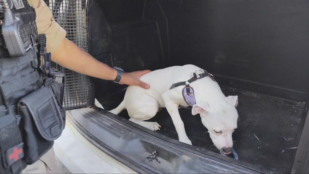 Mulher é presa em flagrante após manter cachorro trancado em carro por 24 horas em João Monlevade