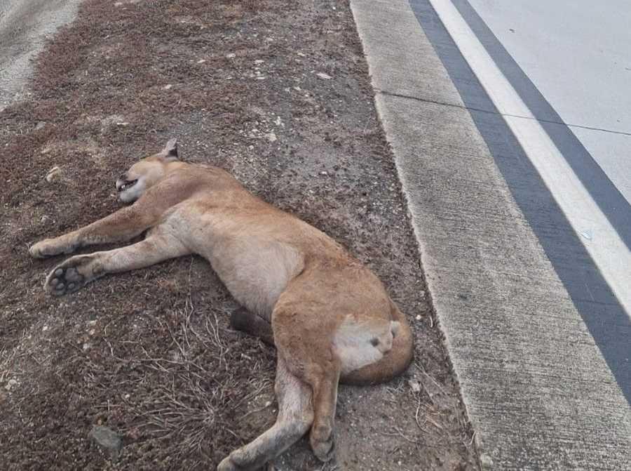 Onça-parda morre atropelada na BR-381 em Antônio Dias; animal já era visto na região