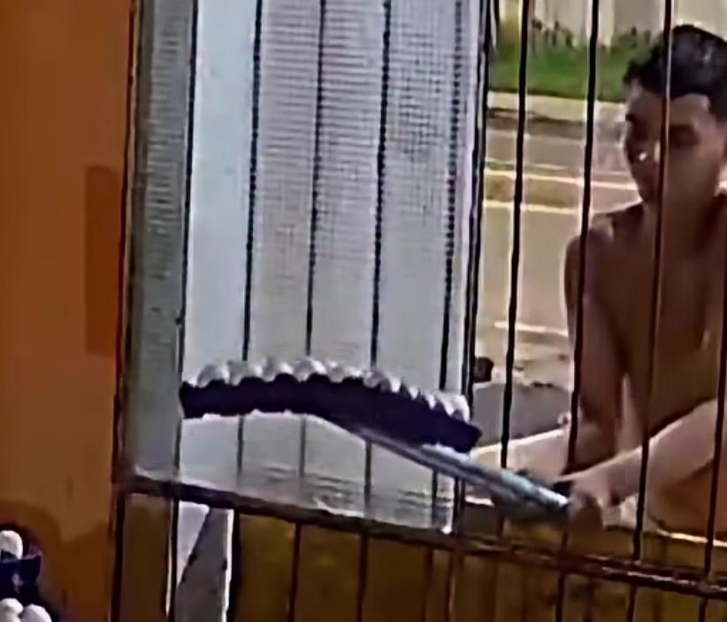 Vídeo - Furto inusitado de ovos com cabo de vassoura no Amazonas viraliza nas redes sociais