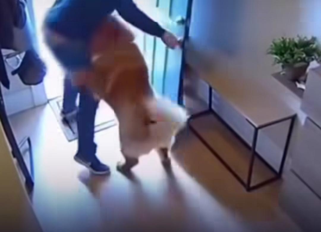 Vídeo de cachorro que ataca suposto ladrão viraliza, mas autenticidade é questionada