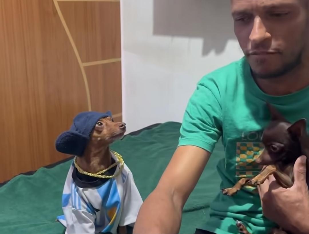 Vídeo - Cachorro 