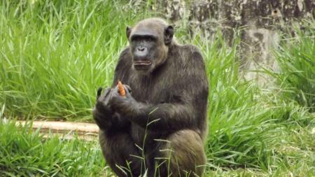 Chimpanzé Serafim morre aos 38 anos no Zoológico de Belo Horizonte