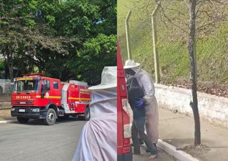 Idoso fica em estado grave após ser atacado por enxame de abelhas em Minas
