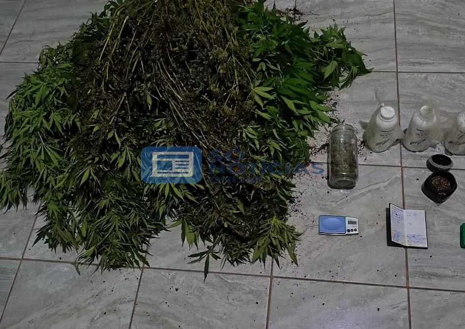 Polícia Militar encontra plantação de maconha durante operação na zona rural de Itabira