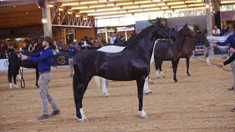 Varginha recebe exposição nacional do cavalo Mangalarga a partir desta quarta-feira