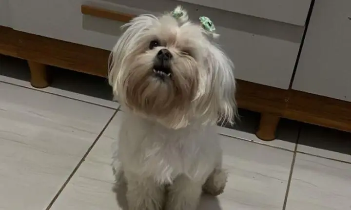 Ajude a encontrar: Cadela desaparece no bairro Jardim das Oliveiras em Itabira