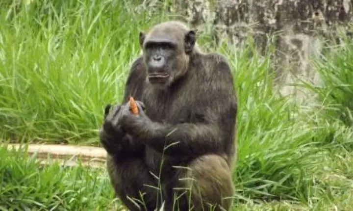 Chimpanzé Serafim morre aos 38 anos no Zoológico de Belo Horizonte