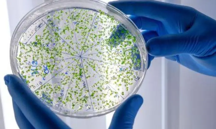 Entenda os riscos da superbactéria que causou morte de bebê em Porto Alegre