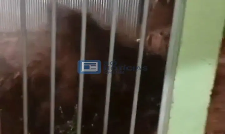 Enxurrada danifica ruas de Rio Piracicaba nesta segunda-feira (14)