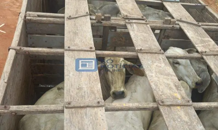 Furto de gado é descoberto na zona rural de Santa Cruz do Escalvado; Polícia recupera 16 bovinos e prende três suspeitos