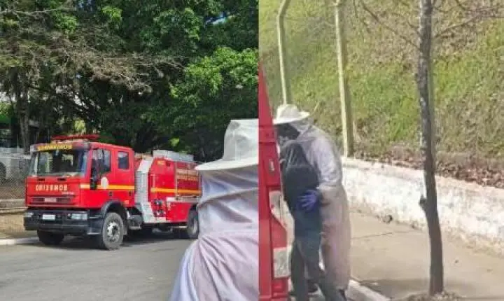 Idoso fica em estado grave após ser atacado por enxame de abelhas em Minas