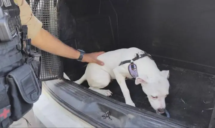 Mulher é presa em flagrante após manter cachorro trancado em carro por 24 horas em João Monlevade