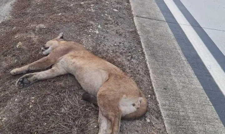 Onça-parda morre atropelada na BR-381 em Antônio Dias; animal já era visto na região