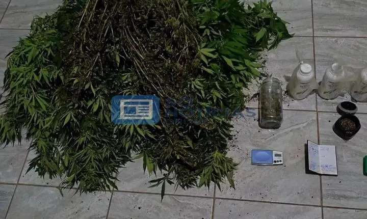 Polícia Militar encontra plantação de maconha durante operação na zona rural de Itabira