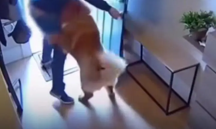 Vídeo de cachorro que ataca suposto ladrão viraliza, mas autenticidade é questionada