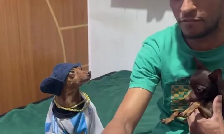 Vídeo - Cachorro 